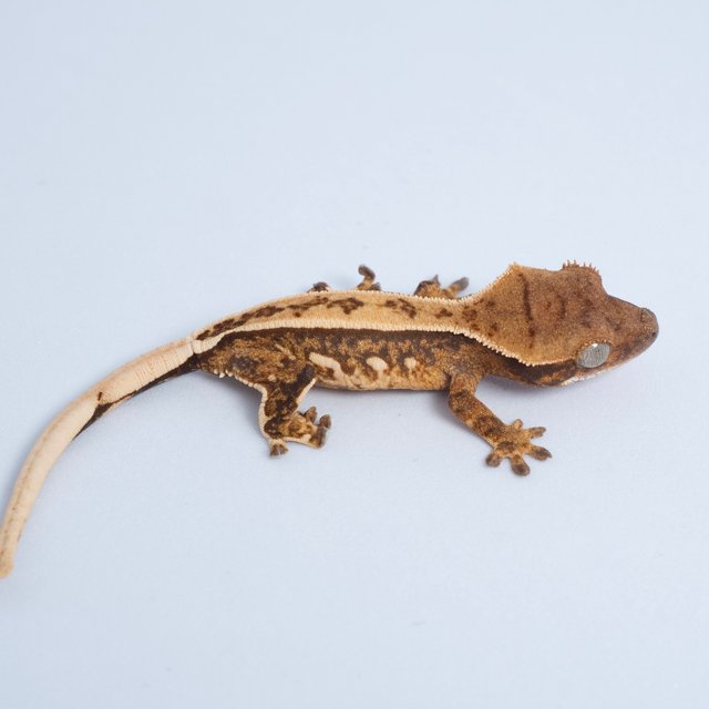 노멀 트라이 텐저린 풀핀 쿼드