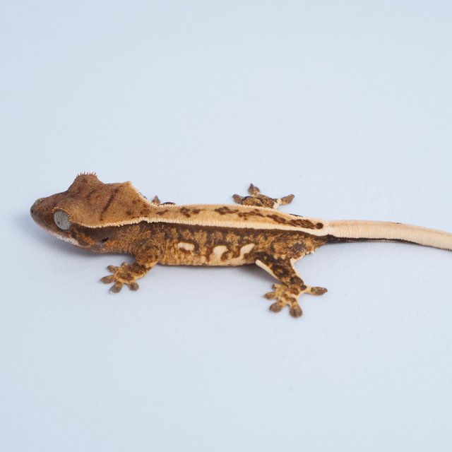 노멀 트라이 텐저린 풀핀 쿼드