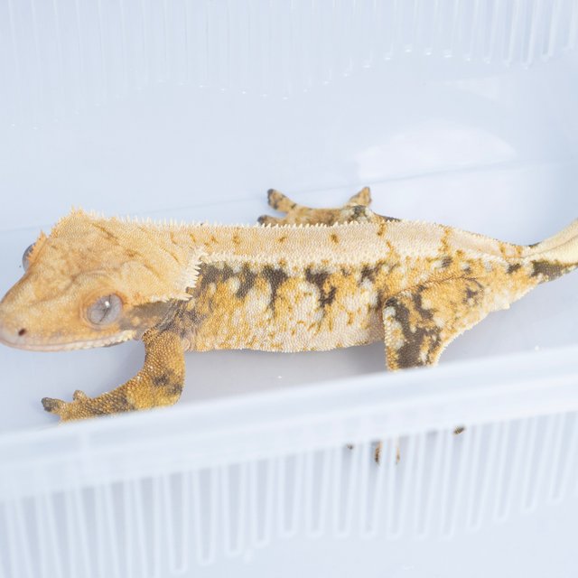 노멀 트라이 익스트림할리퀸 화이트스팟 텐저린