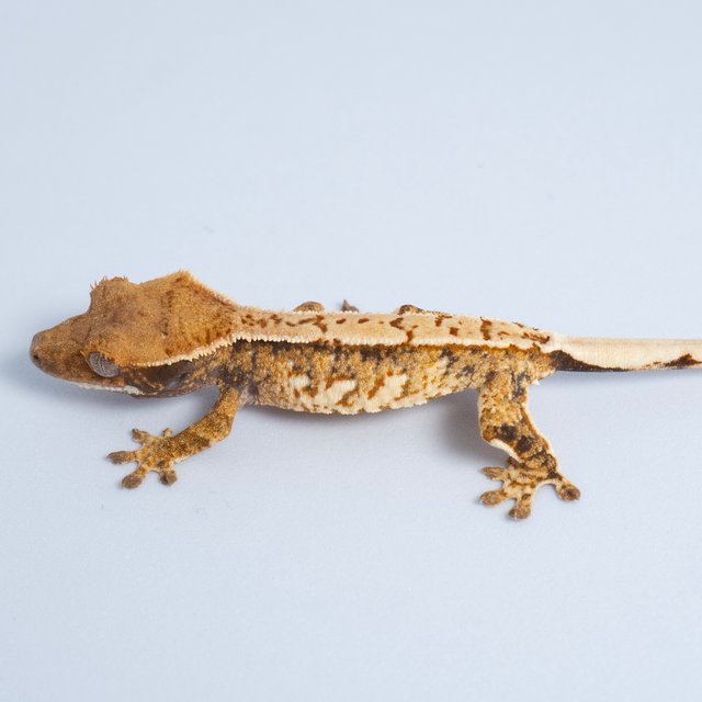 노멀 트라이 익스트림할리퀸 텐저린