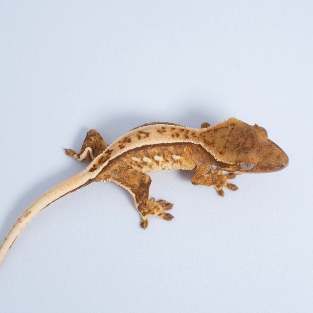 노멀 트라이 텐저린 쿼드