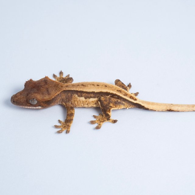 노멀 트라이 쿼드 풀핀