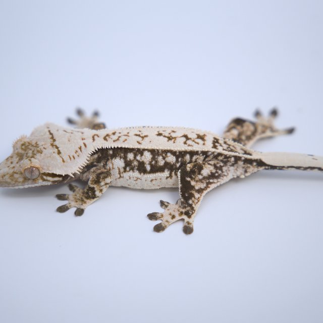 노멀 쿼드 트라이 풀핀 핀스트라이프 화이트스팟