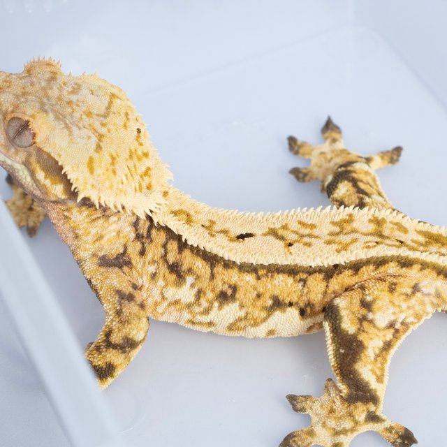 노멀 트라이 쿼드 풀핀 핀스트라이프 텐저린