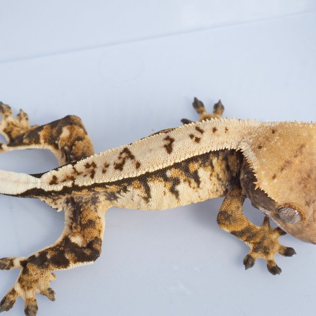 노멀 익스트림할리퀸 텐저린 트라이