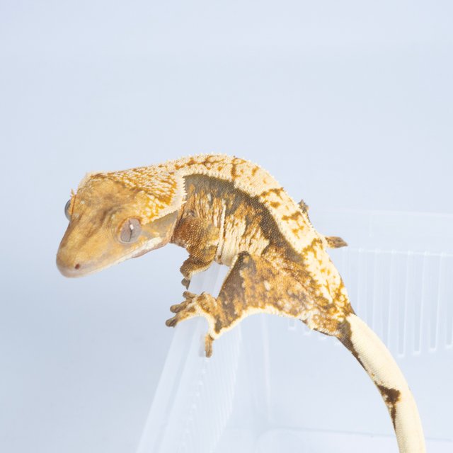 노멀 트라이 익스트림할리퀸 텐저린