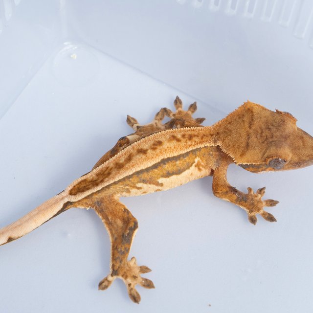 노멀 트라이 쿼드 풀핀 텐저린