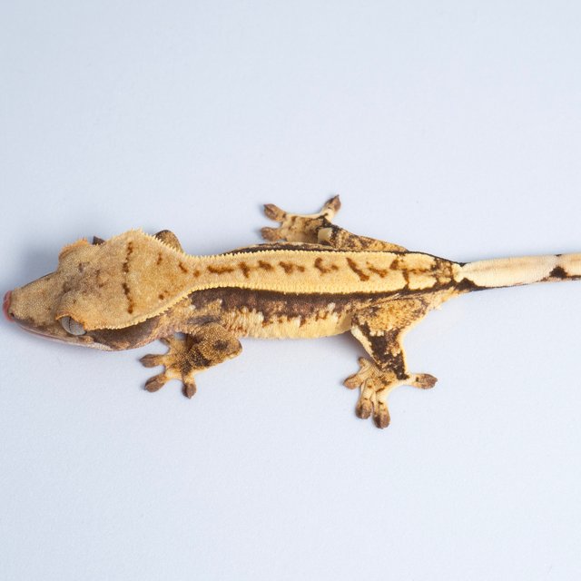 노멀 트라이 쿼드 텐저린