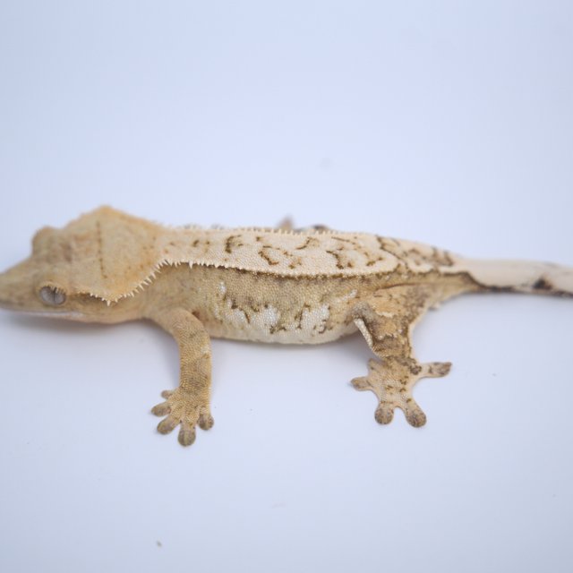 노멀 크림시클 크림 할리퀸