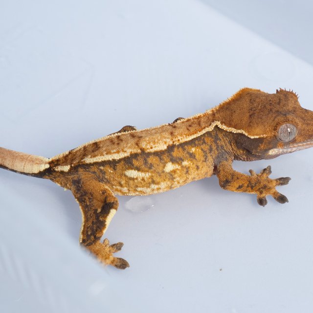 노멀 트라이 텐저린 쿼드