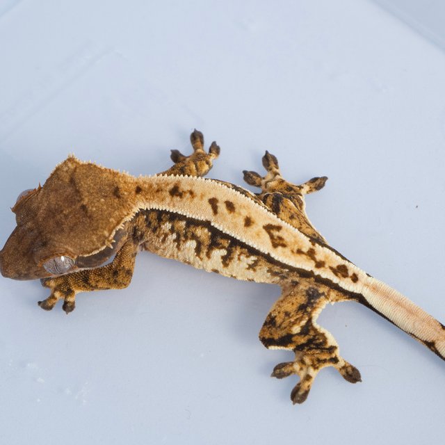 노멀 트라이 익스트림할리퀸 쿼드 화이트스팟 텐저린