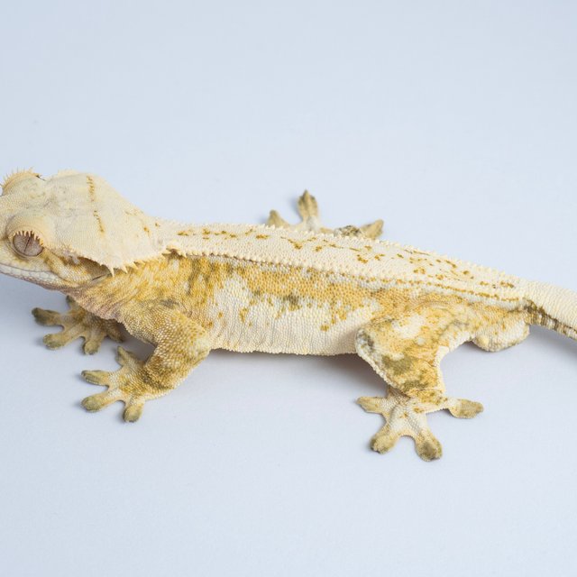 노멀 트라이 풀핀 핀스트라이프 화이트스팟 드리피