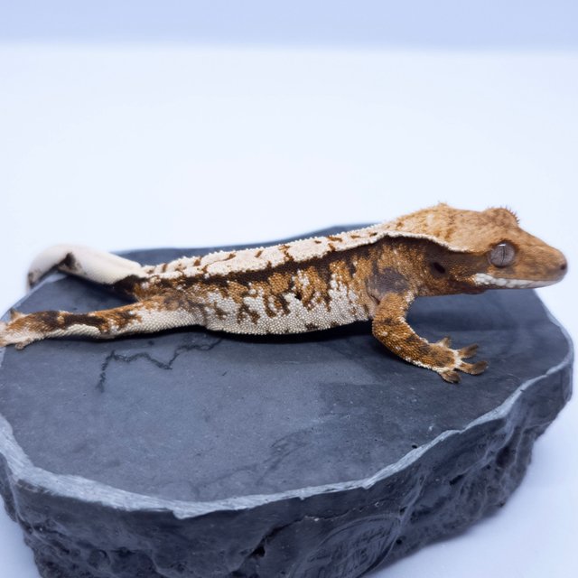 노멀 트라이 익스트림할리퀸 화이트스팟 텐저린