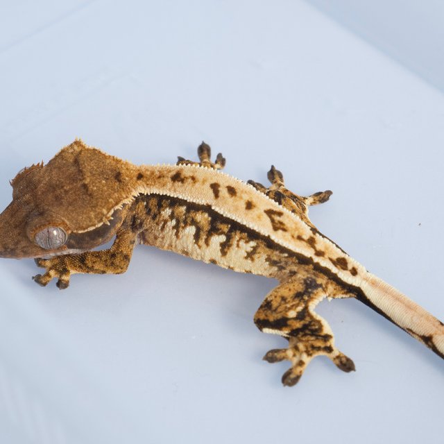 노멀 트라이 익스트림할리퀸 쿼드 화이트스팟 텐저린