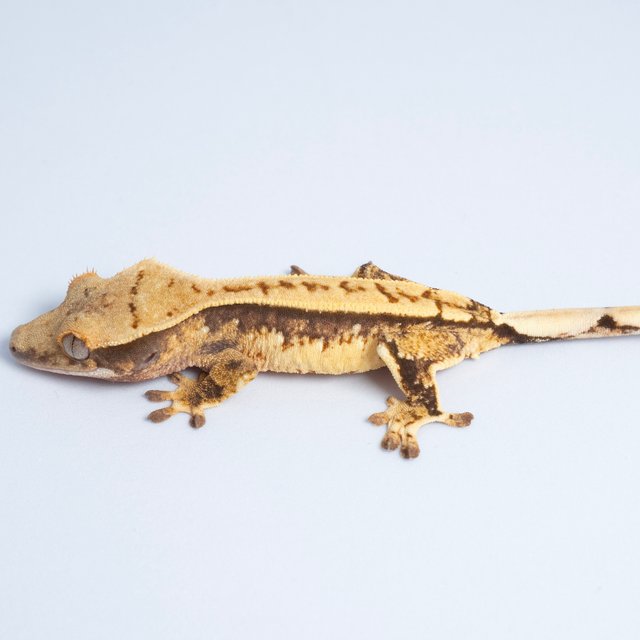 노멀 트라이 쿼드 텐저린