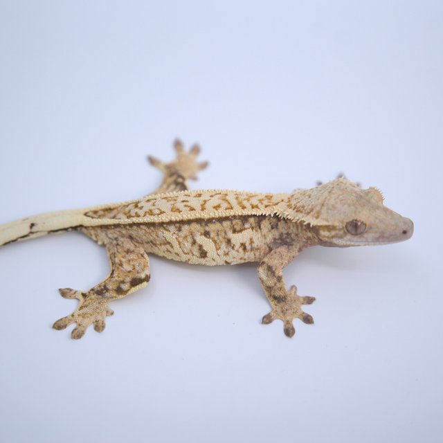 노멀 슈퍼스트라이프 익스트림할리퀸 쿼드 핀스트라이프 텐저린