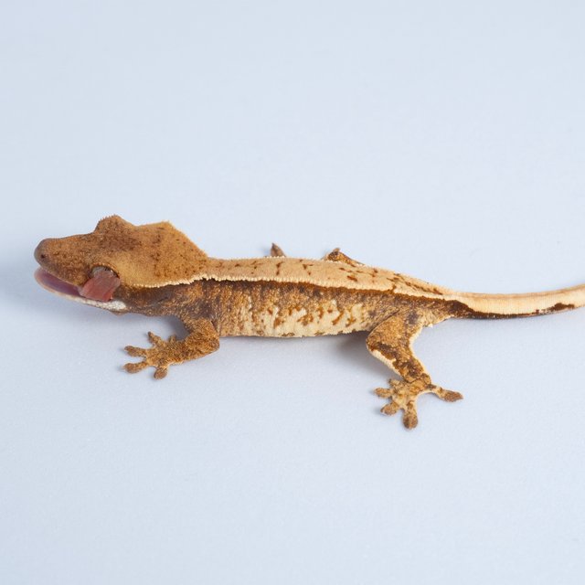 노멀 트라이 쿼드 텐저린 익스트림할리퀸