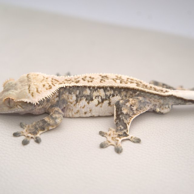 노멀 트라이 풀핀 익스트림할리퀸 화이트 핀스트라이프