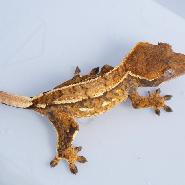 노멀 트라이 텐저린 쿼드