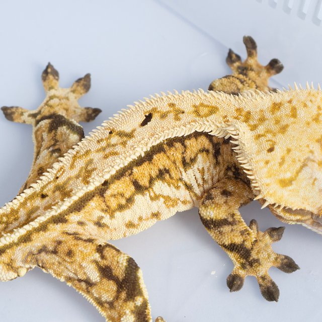 노멀 트라이 쿼드 풀핀 핀스트라이프 텐저린