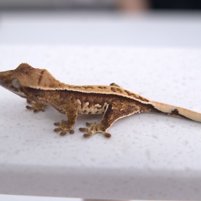 노멀 트라이 풀핀 핀스트라이프 쿼드