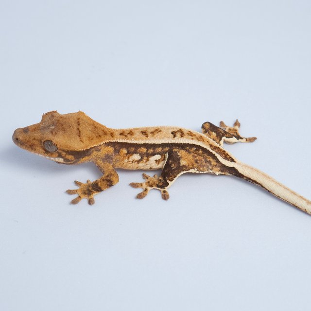 노멀 트라이 쿼드 풀핀 텐저린