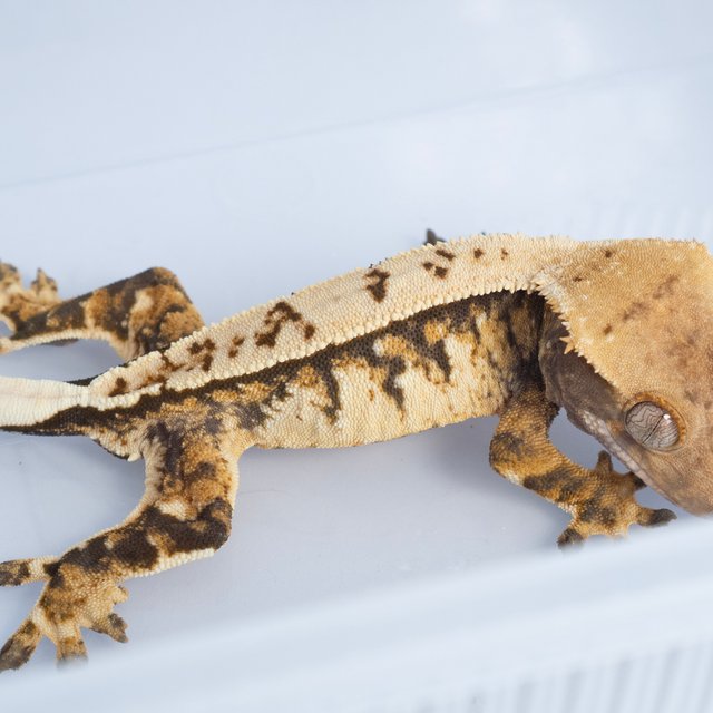 노멀 익스트림할리퀸 텐저린 트라이