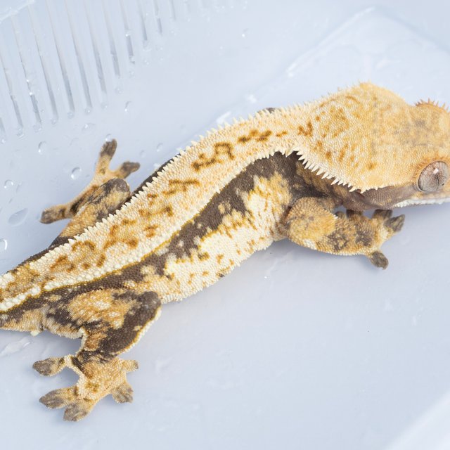 노멀 트라이 핀스트라이프 익스트림할리퀸