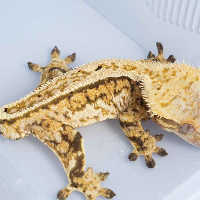 노멀 트라이 쿼드 풀핀 핀스트라이프 텐저린