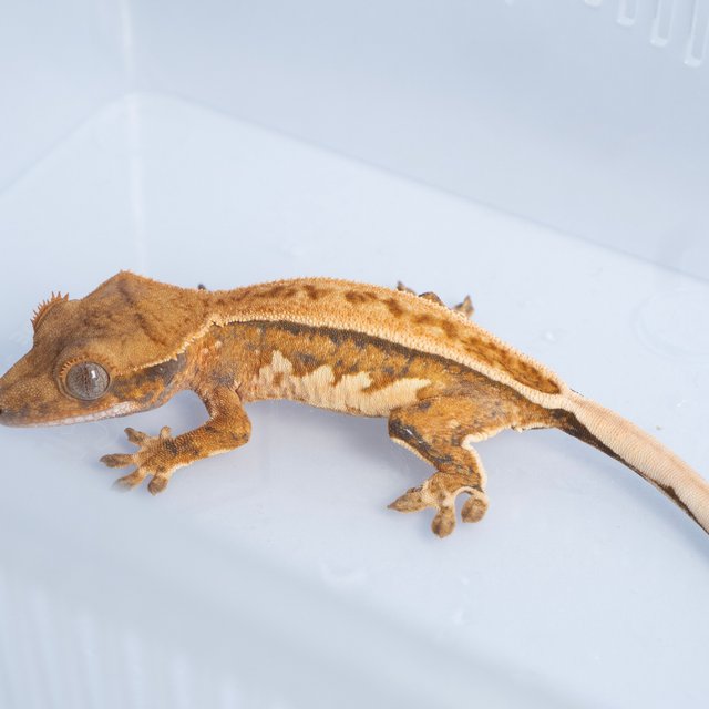 노멀 트라이 쿼드 풀핀 텐저린