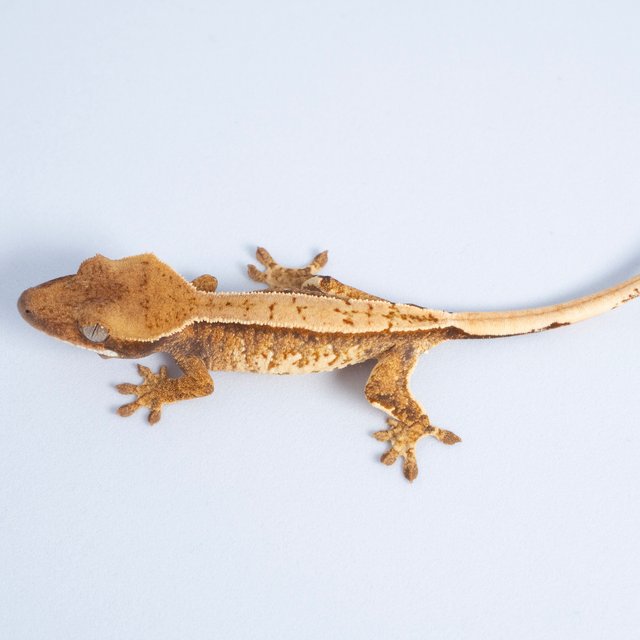 노멀 트라이 쿼드 텐저린 익스트림할리퀸