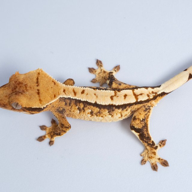 노멀 트라이 익스트림할리퀸 화이트스팟 텐저린