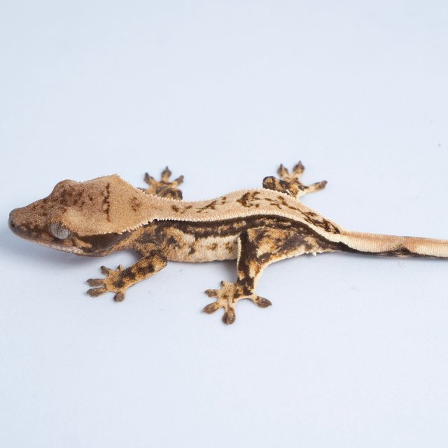 노멀 쿼드 풀핀 핀스트라이프 트라이