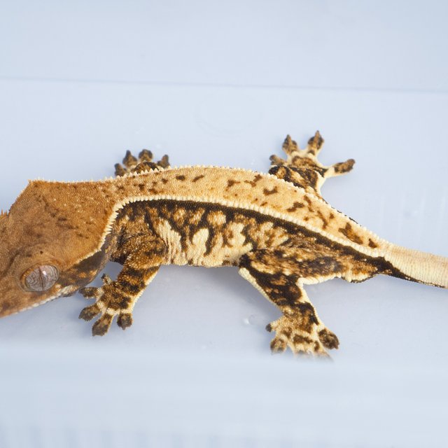 노멀 트라이 화이트스팟 익스트림할리퀸 쿼드 풀핀