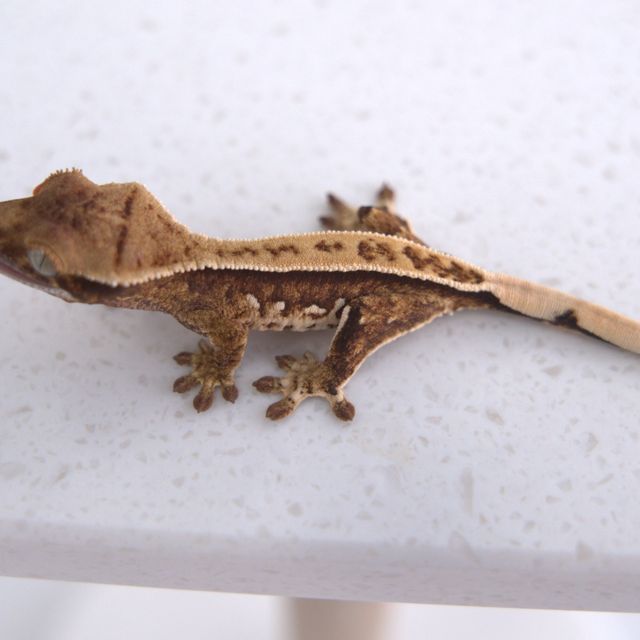 노멀 트라이 풀핀 핀스트라이프 쿼드