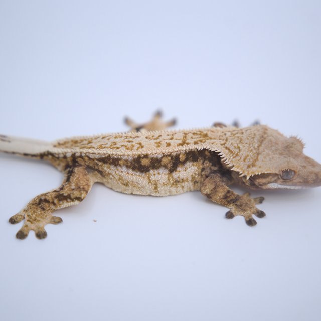 노멀 트라이 쿼드 엠티백 드리피 텐저린