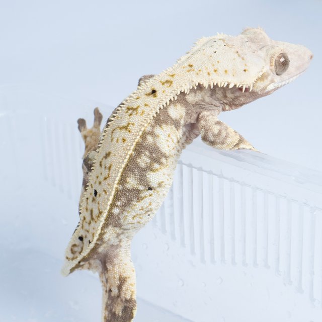 노멀 화이트스팟 풀핀 핀스트라이프 쿼드