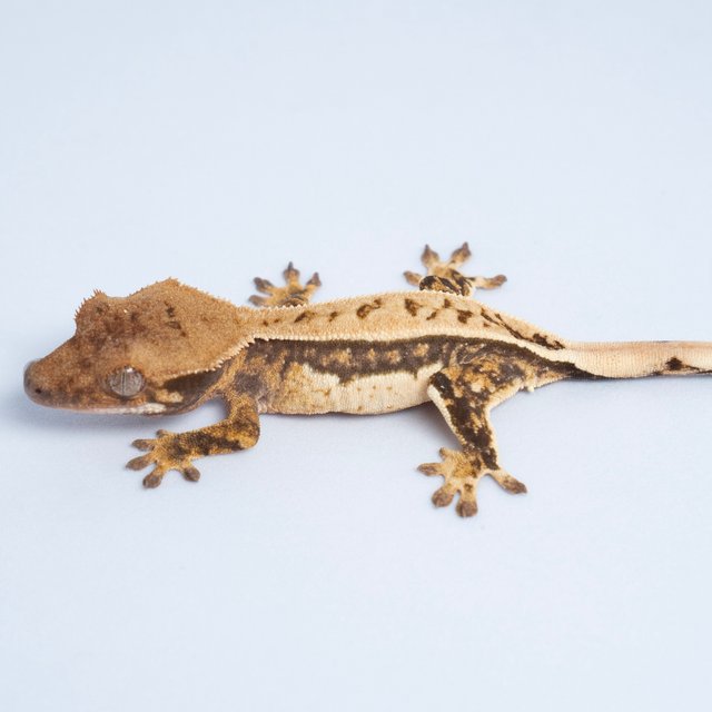 노멀 트라이 쿼드 풀핀 텐저린 핀스트라이프