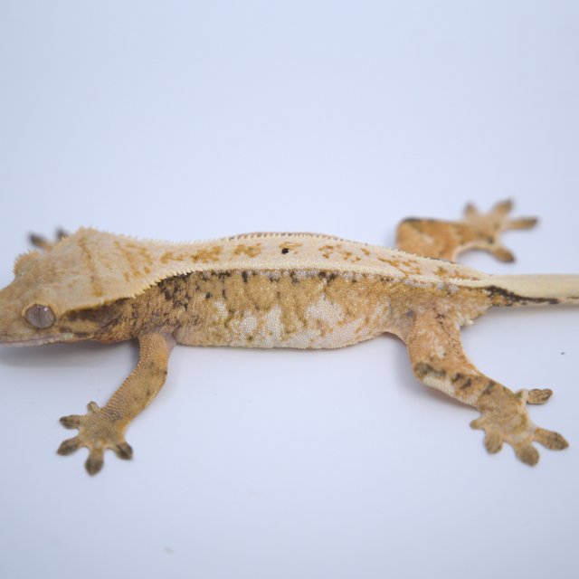 노멀 트라이 드리피 풀핀 텐저린