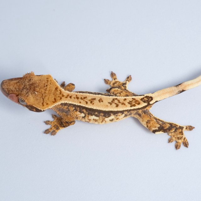 노멀 트라이 쿼드 핀스트라이프 텐저린