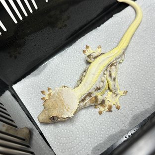 릴리화이트 트라이