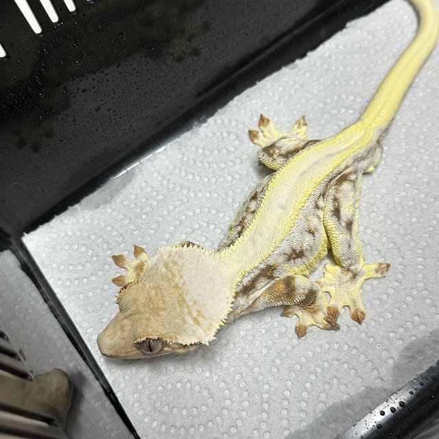 릴리화이트 트라이