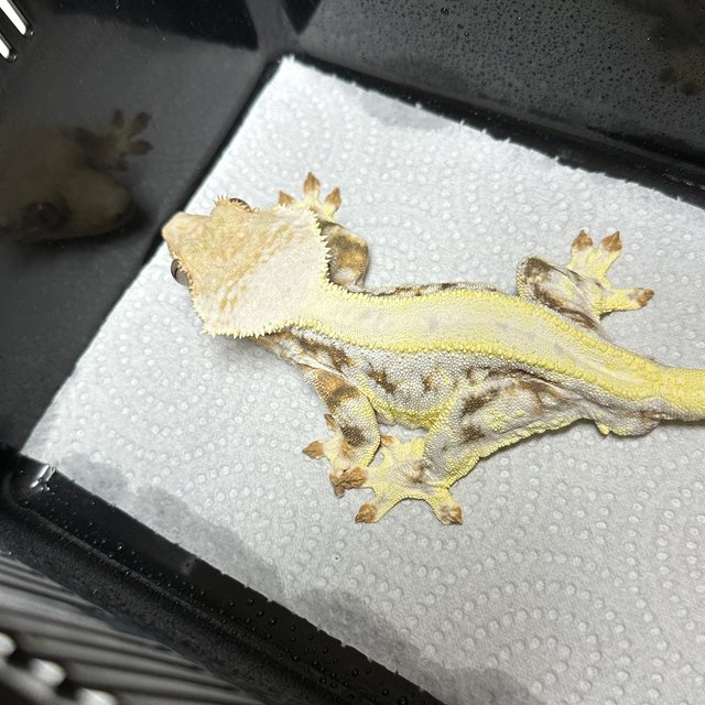 릴리화이트 트라이