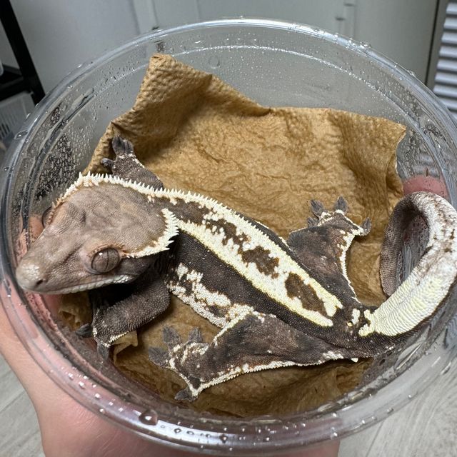 카푸치노