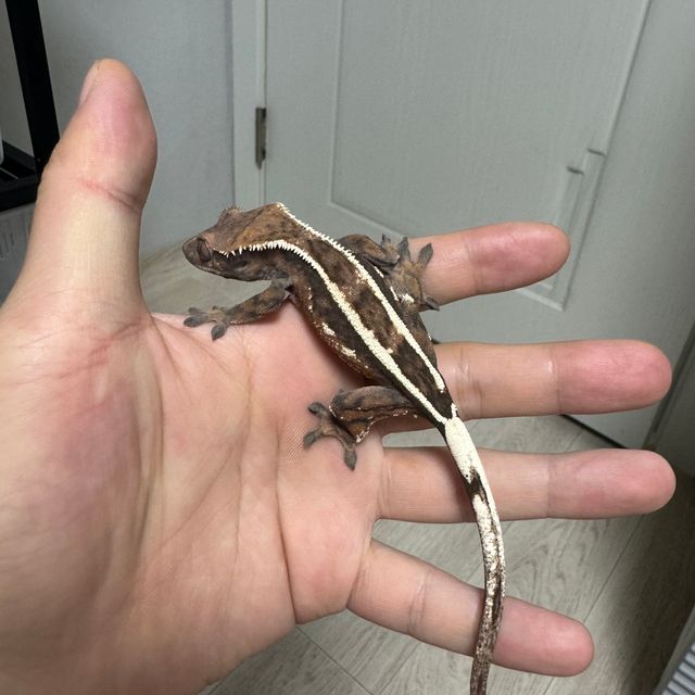 세이블