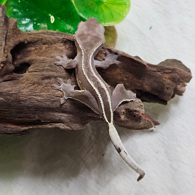 풀핀 아잔틱