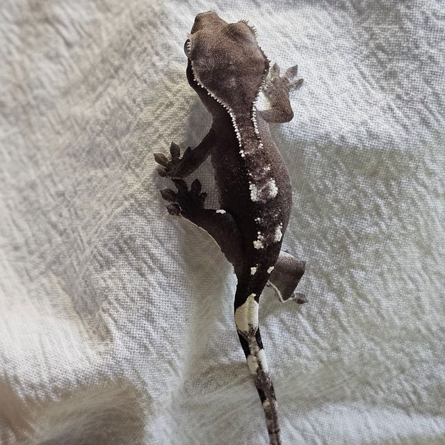 아잔틱