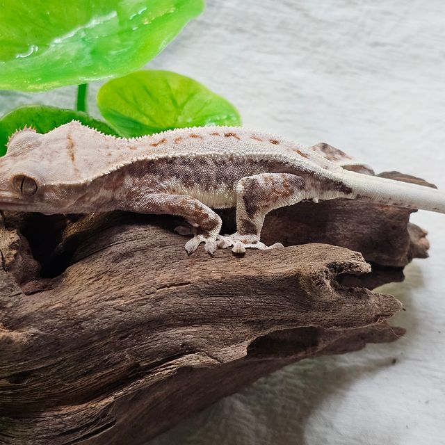 프라푸치노
