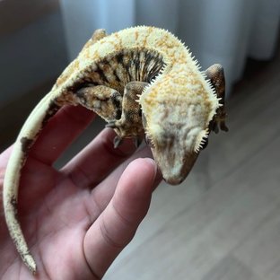 다이노마켓