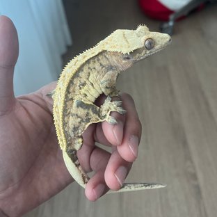 보스게코
